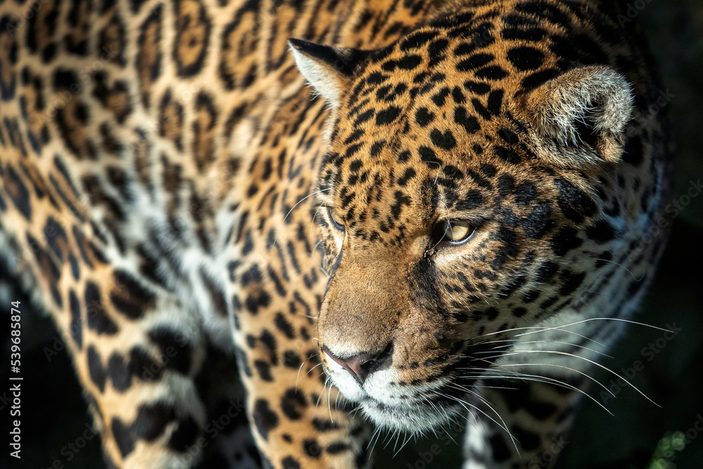 Close-up of a jaguar. Panthera Onca. Close-up of a jaguar. Panthera Onca.