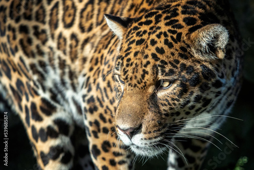 Close-up of a jaguar. Panthera Onca.