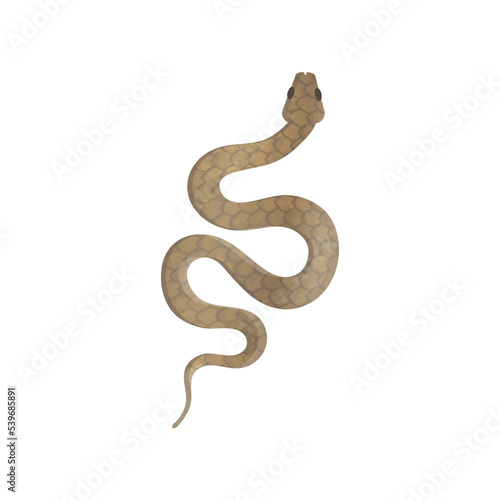 Viper snake vector, isolated on white background