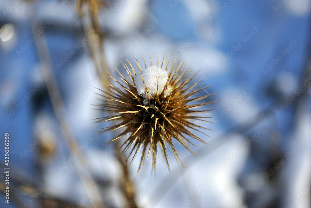 Dry flower seed of thistle with first snow on it, blurry background Dry flower seed of thistle with first snow on it, blurry background