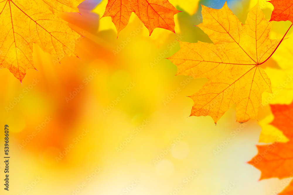 autumn landscape with bright colorful foliage. Indian summer. autumn landscape with bright colorful foliage. Indian summer.