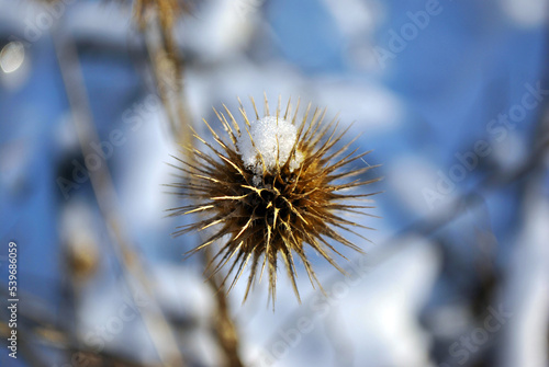 Dry flower seed of thistle with first snow on it   blurry background