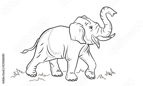 Animals. Black and white image of a large elephant  coloring book for children. Vector image.