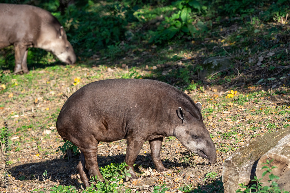 View of a south american tapir (Tapirus terrestris) View of a south american tapir (Tapirus terrestris)