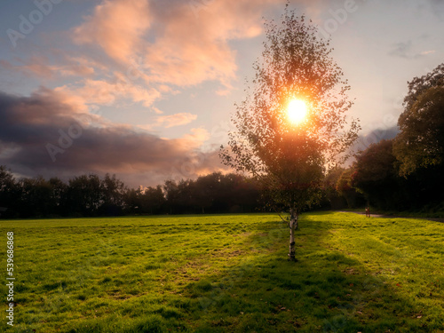 Sunset scene in a park with sun shining through birch trees and green grass field. Relaxing nature background.