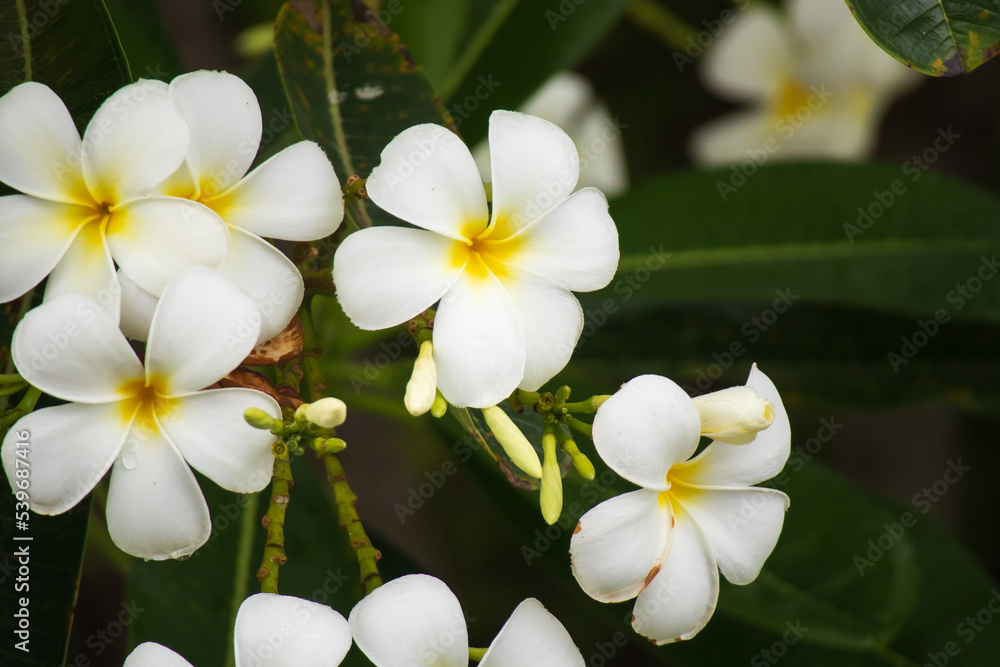 Fototapeta premium White Frangipani flower Plumeria alba with green leaves
