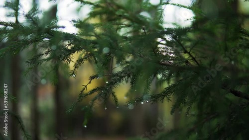 Waterdrops at a pinetree in a beautiful green german forest  photo