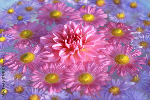 Autumn Flowers. Top view. Autumn pink purple yellow violet Chrysanthemum Flowers. Dahlia. Postcard. Floral banner. Texture and background. Abstract background. Close up beautiful Chrysanthemums