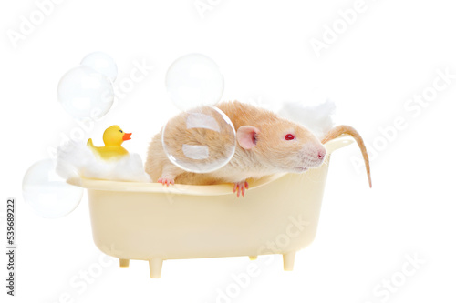 Rat with red eyes relaxing in the bathtub photo