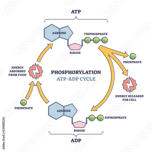 Phosphorylation ATP, ADP cycle with detailed process stages outline diagram photo