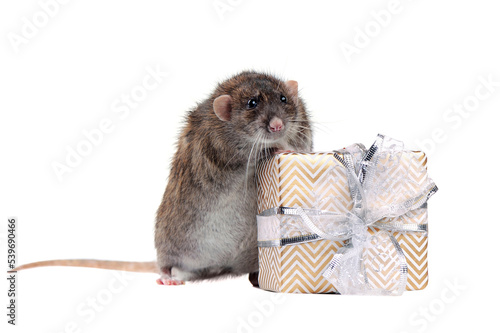Rat standing next to decorted present box photo
