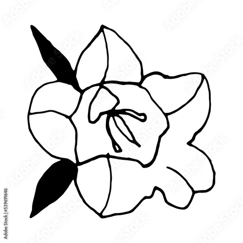 Simple bellflower vector botanical drawing. Isolated flower and leaves. Monochrome bluebell design element. Black wildflower on white background.
