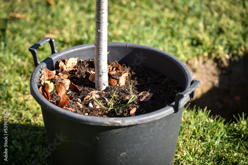 Tree planting action showing a sapling who just got planted