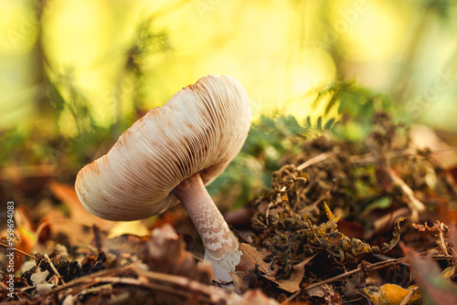Pilz mit Lamellen auf Waldboden im Herbst