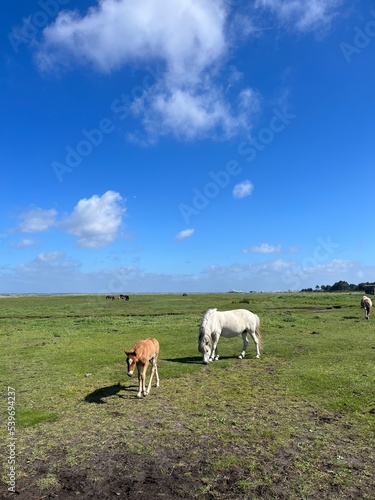 Fototapeta Naklejka Na Ścianę i Meble -  Beautiful domestic horses in the green field