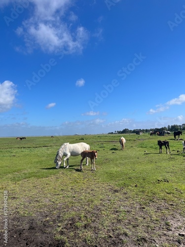 Fototapeta Naklejka Na Ścianę i Meble -  Beautiful domestic horses in the green field