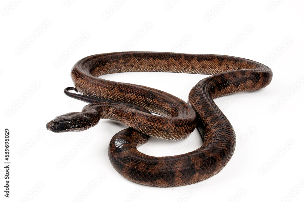 Obraz premium Puerto Rican boa // Puerto-Rico-Schlankboa (Chilabothrus inornatus)