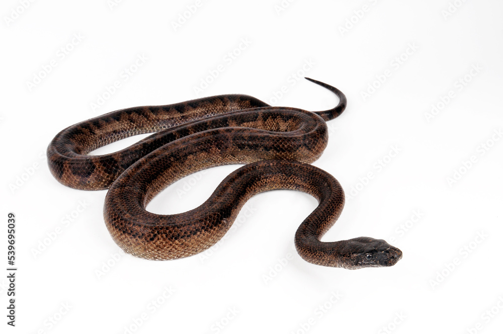 Puerto-Rico-Schlankboa // Puerto Rican boa (Chilabothrus inornatus) Puerto-Rico-Schlankboa // Puerto Rican boa (Chilabothrus inornatus)
