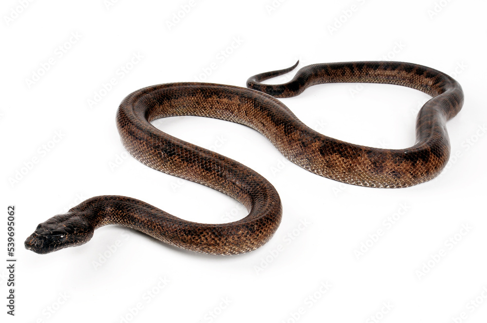 Puerto-Rico-Schlankboa // Puerto Rican boa (Chilabothrus inornatus, Epicrates inornatus,) Puerto-Rico-Schlankboa // Puerto Rican boa (Chilabothrus inornatus, Epicrates inornatus,)