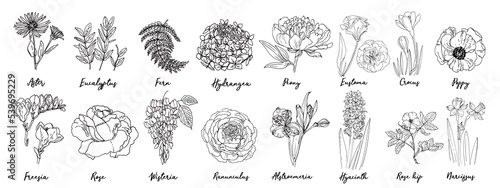 Flowers vector line drawing. Drawn by a black line on a white background. Buttercup, freesia, peony, poppy, fern