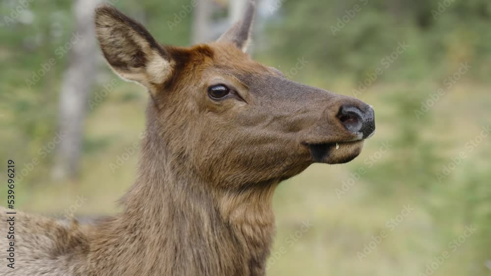 Female Elk close up passing shot in slow motion as elk turns head with camera zooms Female Elk close up passing shot in slow motion as elk turns head with camera zooms