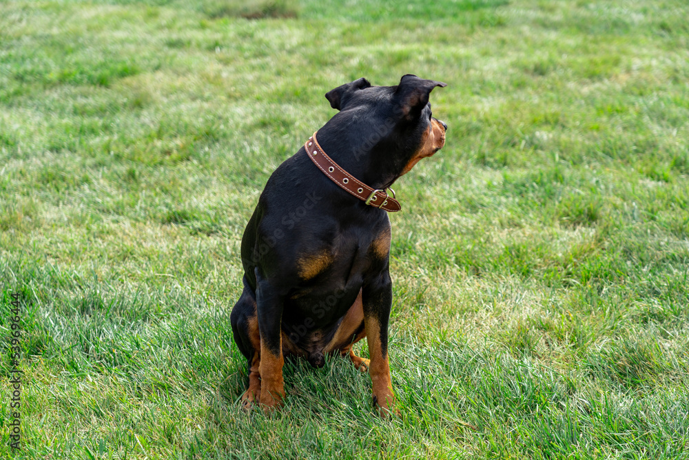 Black and tan german pinscher portrait on summer time. Tan-and-black German Pinscher with uncropped ears sitting on lawn and looking back in backyard