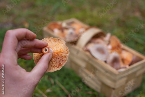 Edible Lactarius deliciosus, known as the saffron milk cap and red pine mushroom picked in the forest -  foraging for food is a healthy hobby. photo