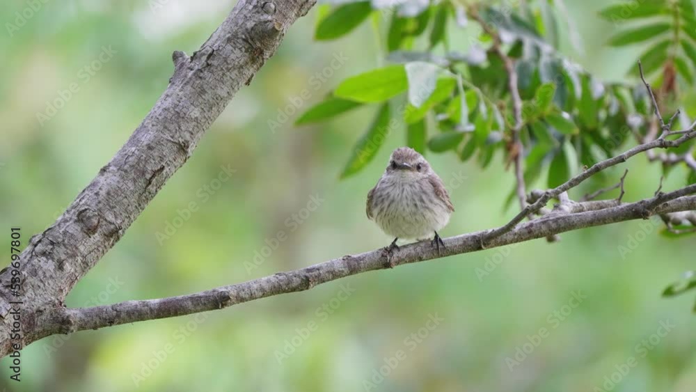 Cute Scarlet Flycatcher (Pyrocephalus Rubinus) perched on a branch wagging tail