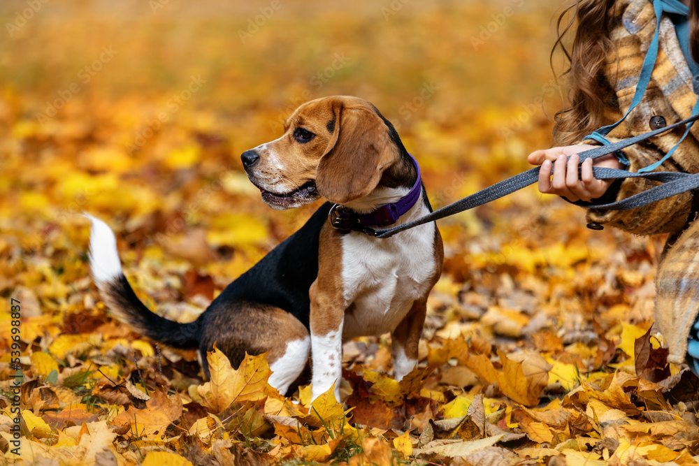 Beagle dog on a leash looks to the side against the background of autumn leaves.Autumn background.