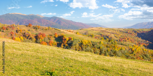 Fototapeta Naklejka Na Ścianę i Meble -  beautiful autumn mountain landscape in afternoon. colorful trees on the green hills in evening light. fall season nature background