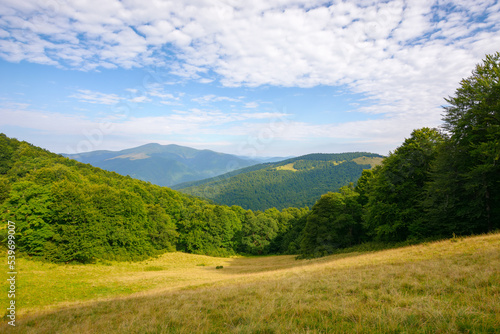 alpine meadows on a sunny summer morning. beech forest on the hill. mountain ridge in the distance beneath a blue sky with fluffy clouds © Pellinni