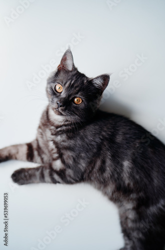 Fotografie Adorable black little cat on white background.