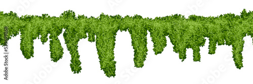 Horizontal seamless swamp moss pattern on white background. Top of fence or wall with climbing plants. Bush line. Forest lichen. Vector illustration