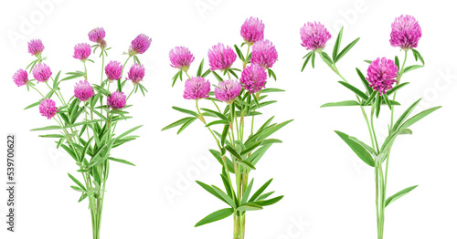 Clover or trefoil flower medicinal herbs isolated on white background © kolesnikovserg