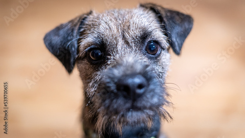 portrait of a cute young border terrier.