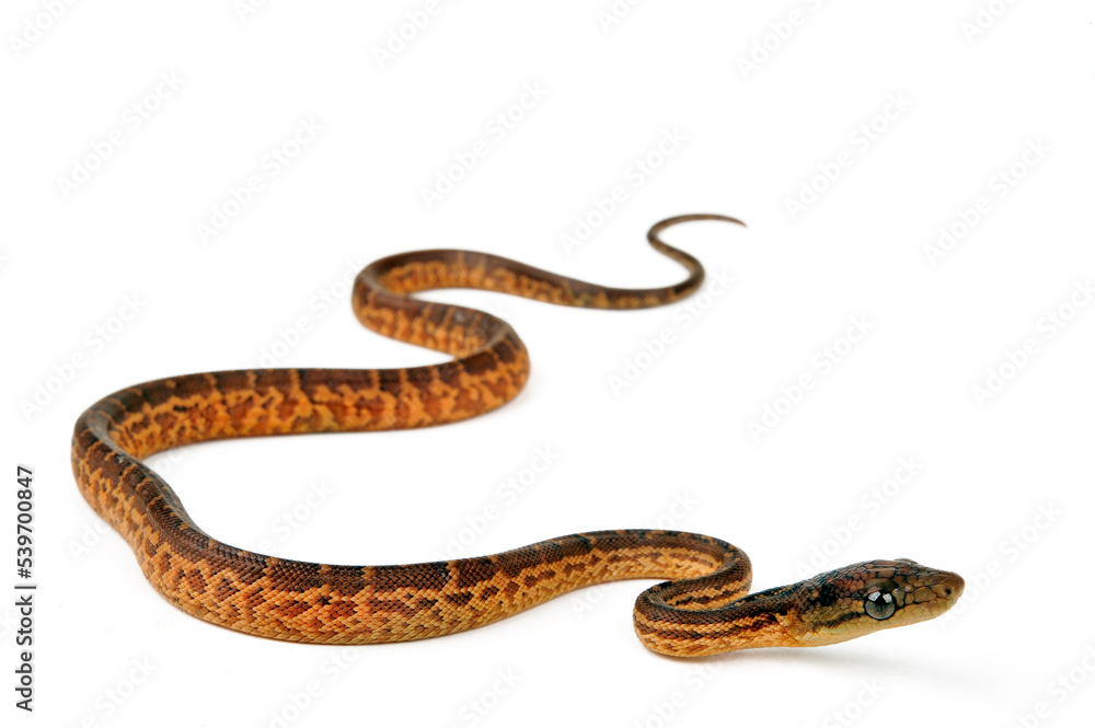 Hispaniolan boa // Haiti-Boa (Chilabothrus striatus) Hispaniolan boa // Haiti-Boa (Chilabothrus striatus)