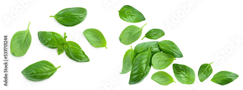 Fresh basil leaf isolated on white background. Top view with copy space for your text. Flat lay