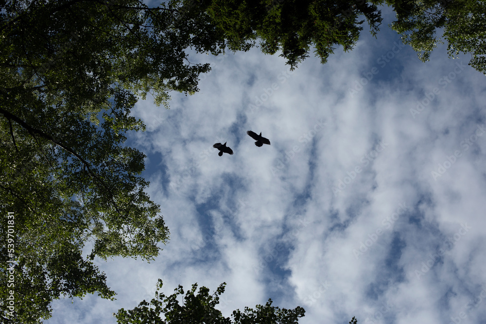 Crows fly in sky. Two birds in background of clouds. Life of crows. Crows fly in sky. Two birds in background of clouds. Life of crows.