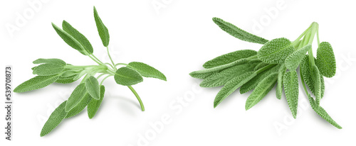 fresh sage herb isolated on white background and full depth of field