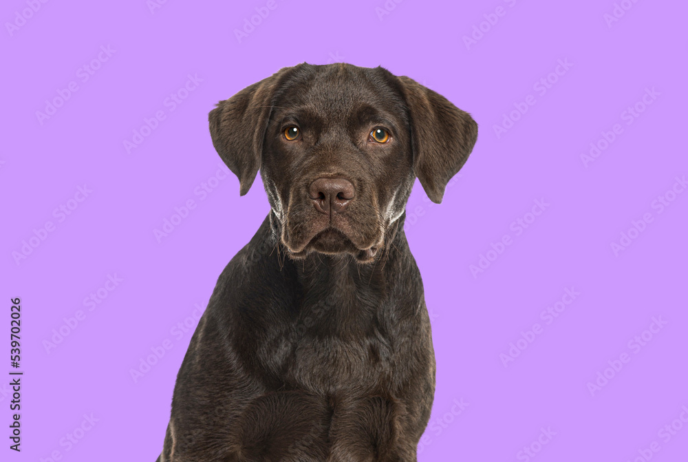 Head shot of a chocolate Labrador Retriever dog looking at camera on purple backgroung Head shot of a chocolate Labrador Retriever dog looking at camera on purple backgroung
