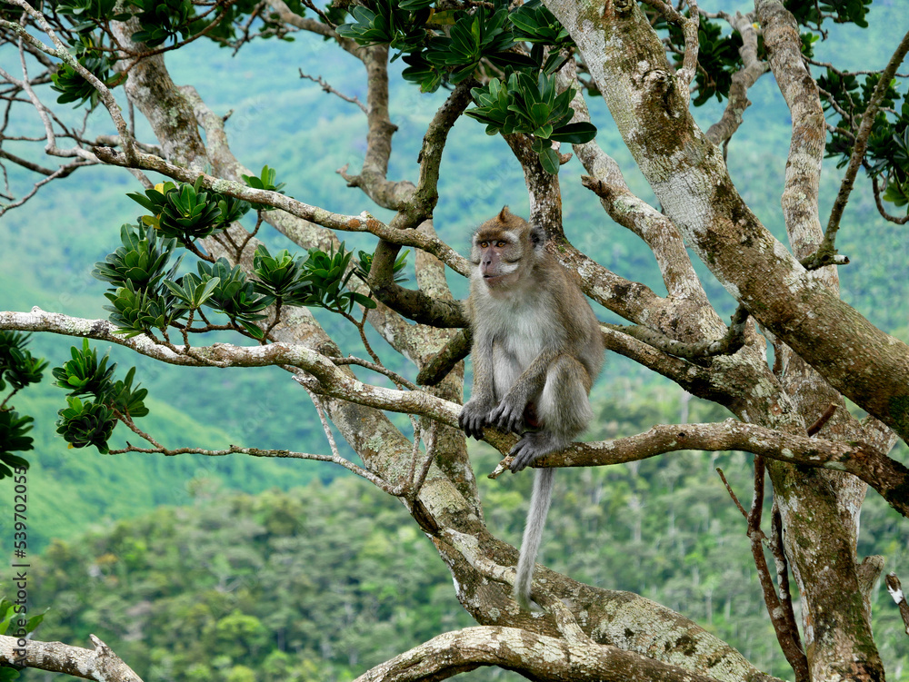 Naklejka premium Javaneraffe im Baum (Macaca fascicularis), Mauritius