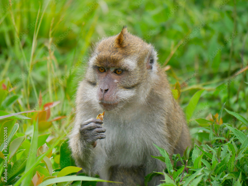 Javaneraffe, fressend, Portrait, Gesicht, Macaca, fascicularis, Mauritius Javaneraffe, fressend, Portrait, Gesicht, Macaca, fascicularis, Mauritius