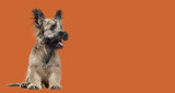 Skye Terrier dog sitting, panting and looking away on dark orange background