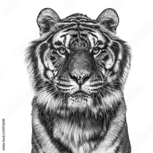 Black and white portrait of a tiger looking at the camera, isolated on white