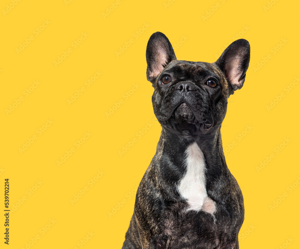 portrait head shot of a dark brindle french bulldog looking up proudly agaisnt yellow background