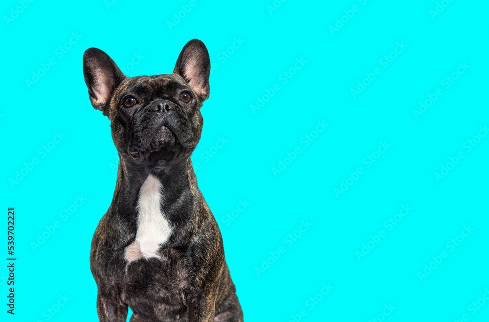 portrait head shot of a dark brindle french bulldog looking up proudly, isolated on white