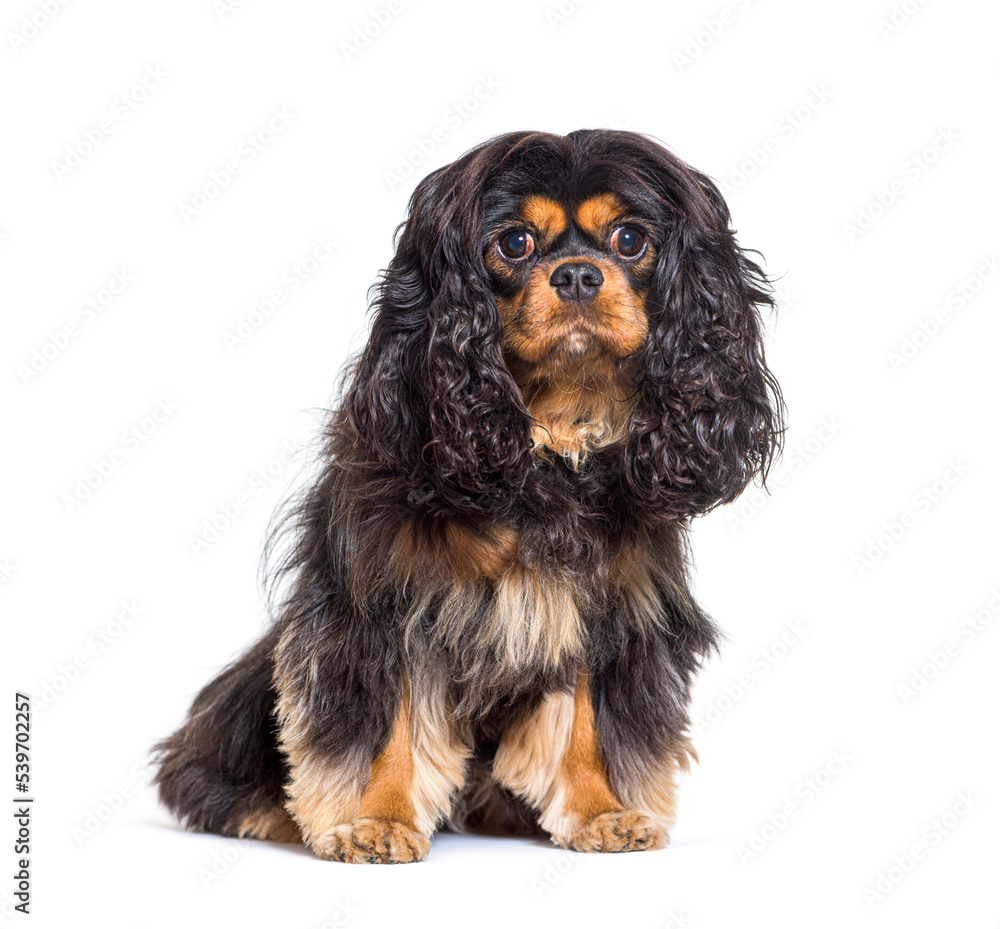 Cavalier King Charles sitting and looking at the camera, isolated on white