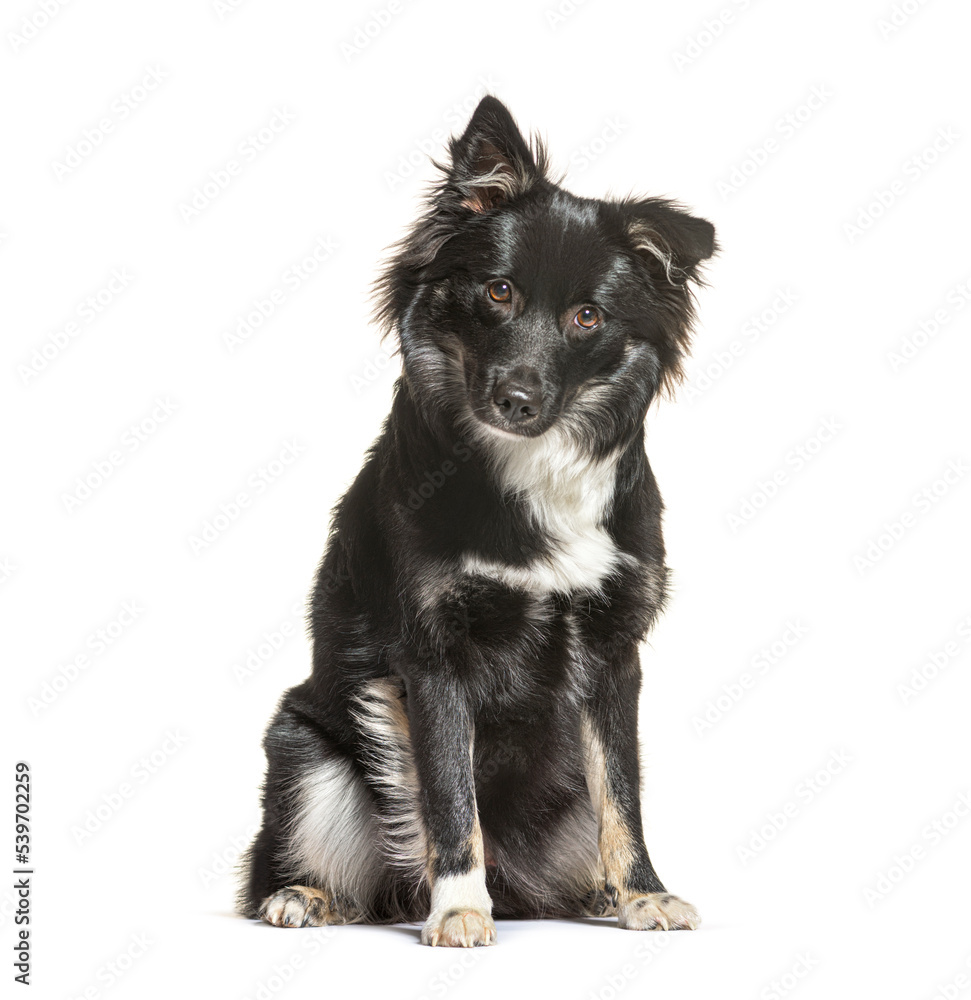 Icelandic sheepdog sitting, looking, isolated on white Icelandic sheepdog sitting, looking, isolated on white