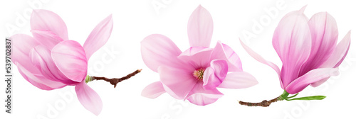 Pink magnolia flower isolated on white background with full depth of field
