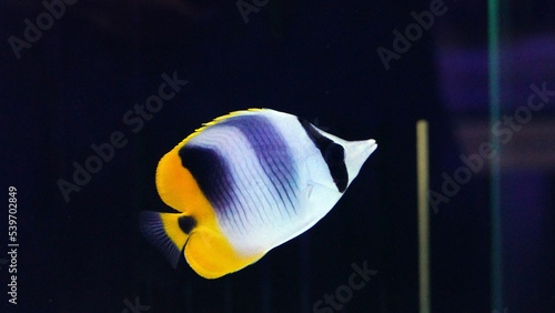 ouble-saddle butterflyfish photo